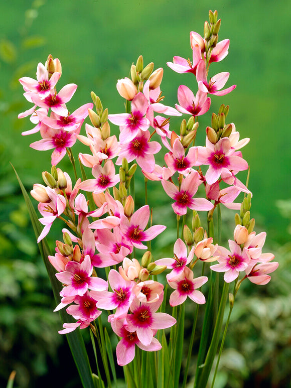 Ixia Rosa - Blomsterlökar från Holland | DutchGrown™