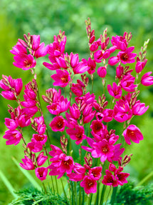 Ixia Lila