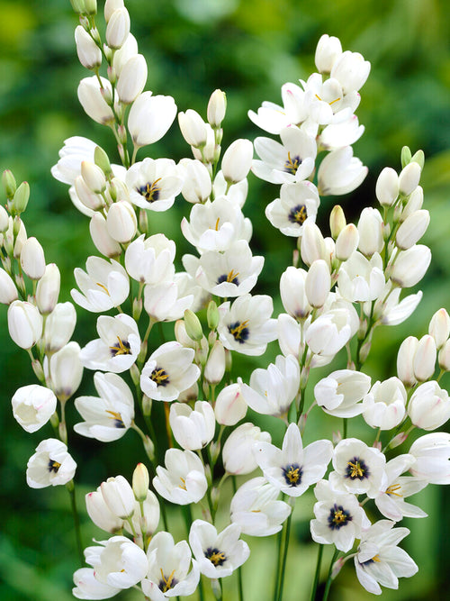 Ixia Vit | Köp Ixia Blomsterlökar från DutchGrown™