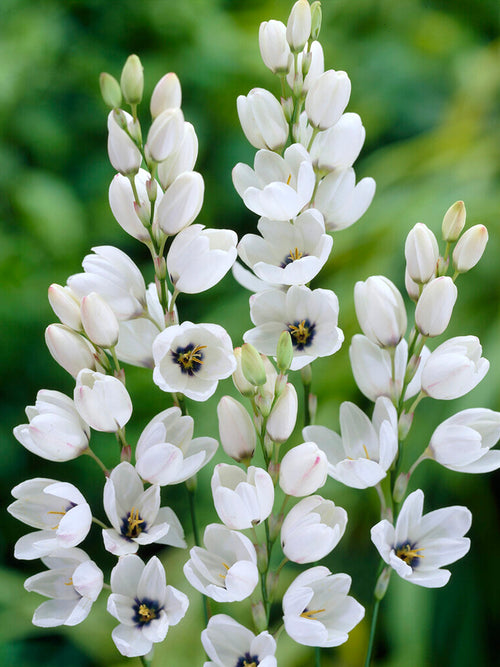 Ixia Vit Blomsterlökar från DutchGrown™