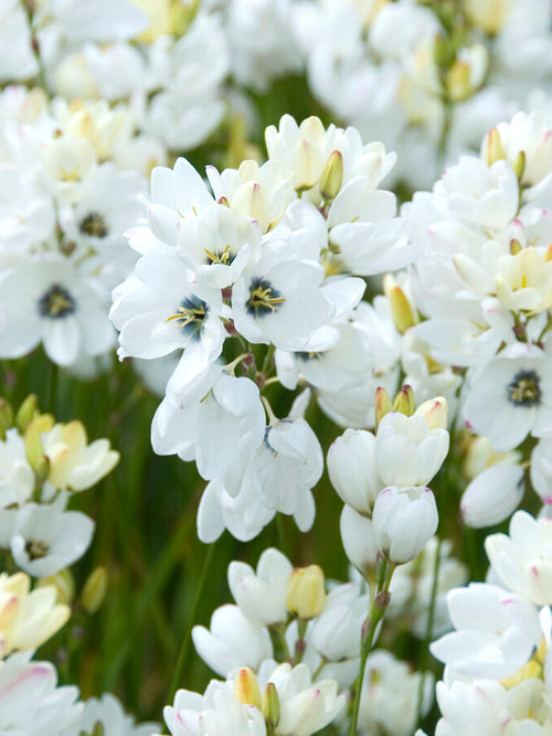 Ixia Vit från DutchGrown™