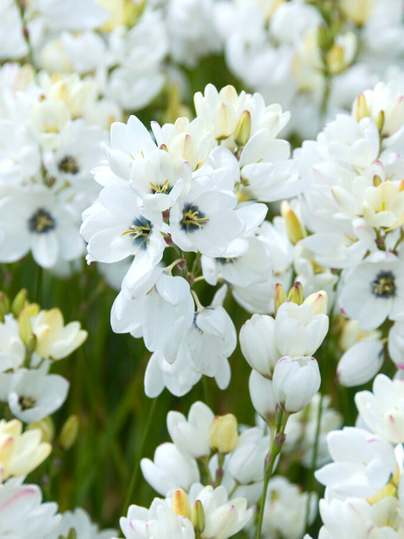 Ixia Vit från DutchGrown™
