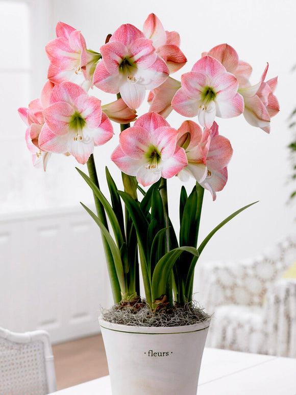 Köp Amaryllis Apple Blossom - DutchGrown™