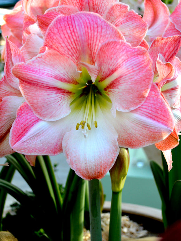 Amaryllis Apple Blossom - DutchGrown™