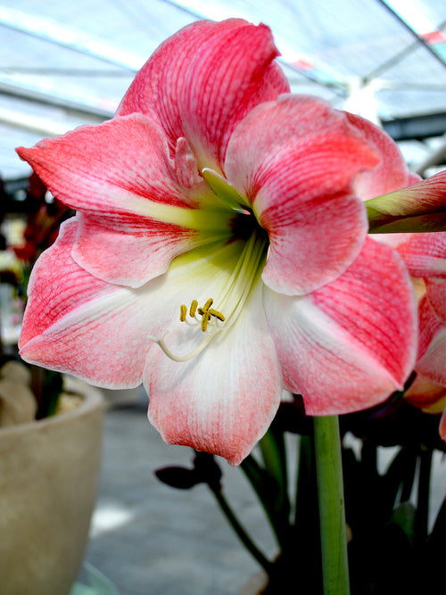 Köp Amaryllis Apple Blossom