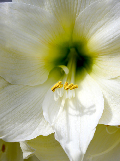 Amaryllis Christmas Gift från DutchGrown™