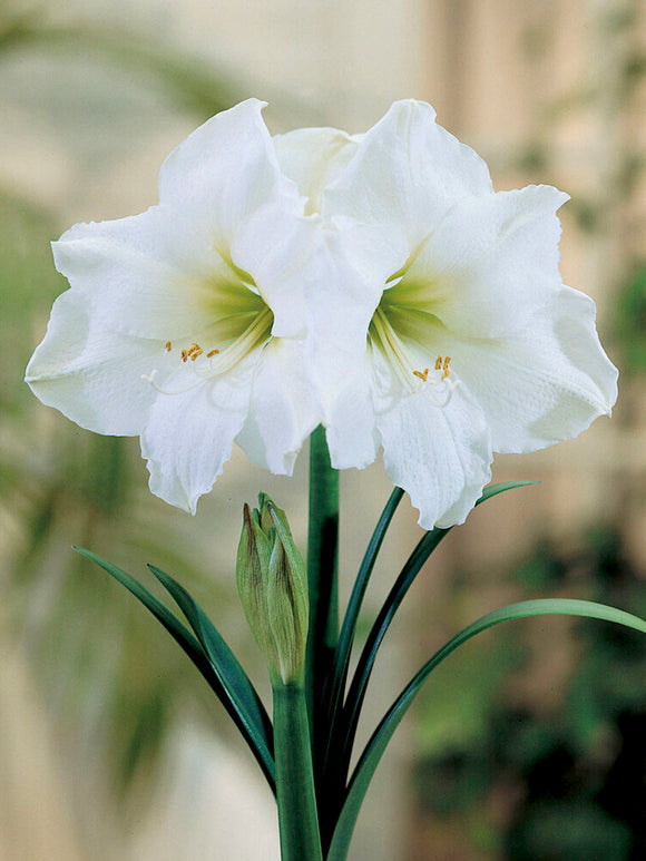 Amaryllis Christmas Gift | DutchGrown™