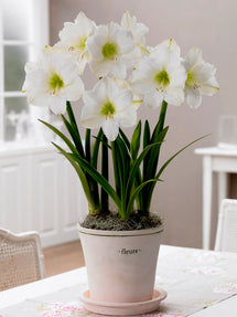 Amaryllis Christmas Gift