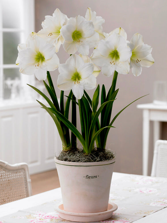 Köp Amaryllis Christmas Gift | DutchGrown™