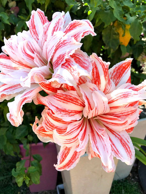 Köp Dubbel Amaryllis Dancing Queen | DutchGrown™