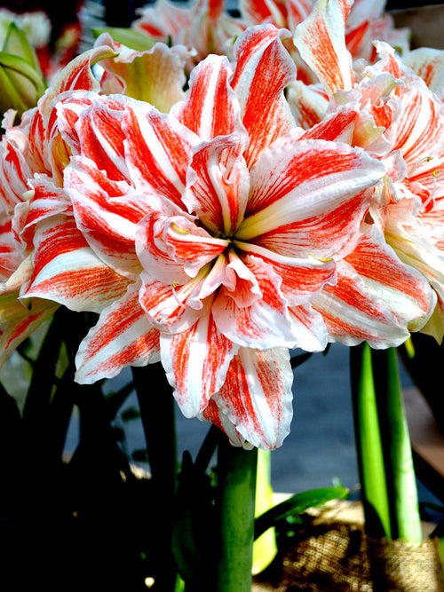 Köp Dubbel Amaryllis Dancing Queen från DutchGrown™