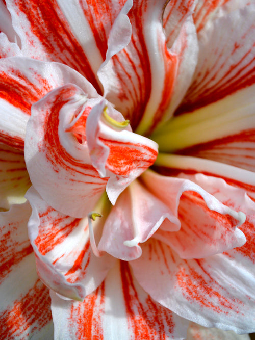 Köp Dubbel Amaryllis Dancing Queen | DutchGrown™