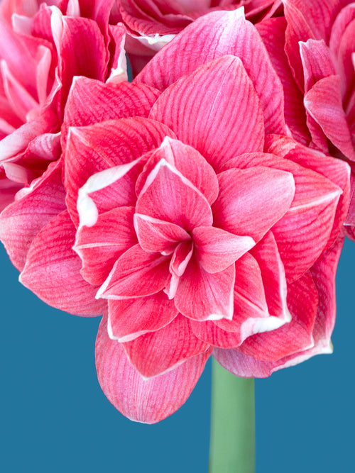 Köp Dubbel Amaryllis Double Dream från Holland | DutchGrown™
