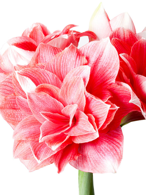 Köp Dubbel Amaryllis Double Dream från DutchGrown™