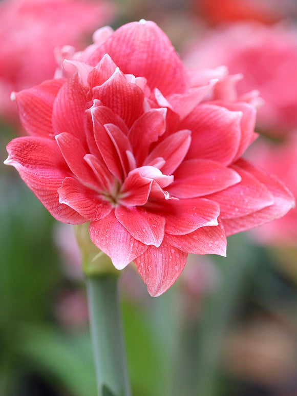 Dubbel Amaryllis Double Dream från Holland | DutchGrown™