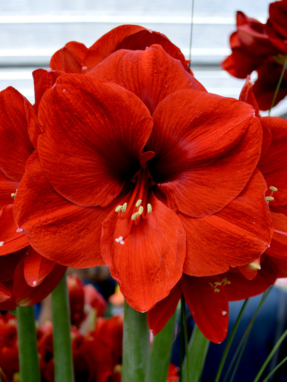 Köp Amaryllis Ferrari från Holland hos DutchGrown™