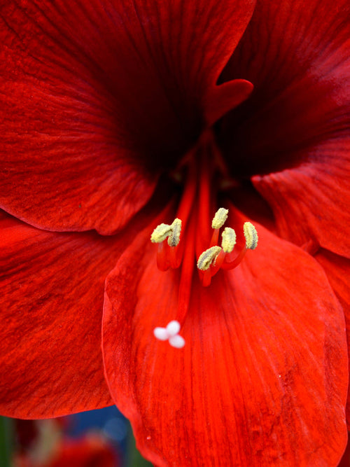 Amaryllis Ferrari från Holland hos DutchGrown™
