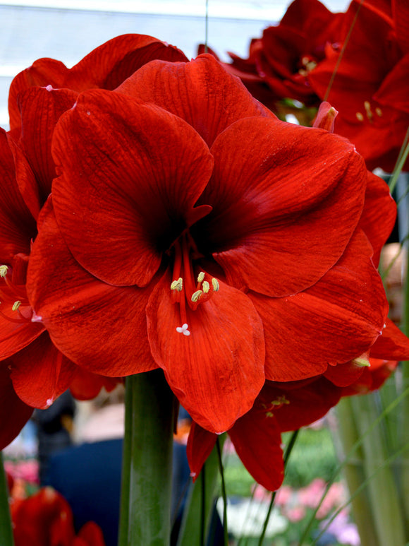 Amaryllis Ferrari från Holland hos DutchGrown™