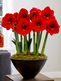 Amaryllis Ferrari