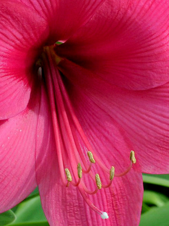 Köp Amaryllis Lagoon från Holland