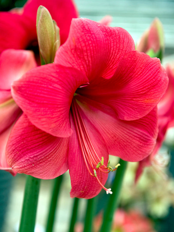 Amaryllis Lagoon från Holland | DutchGrown™