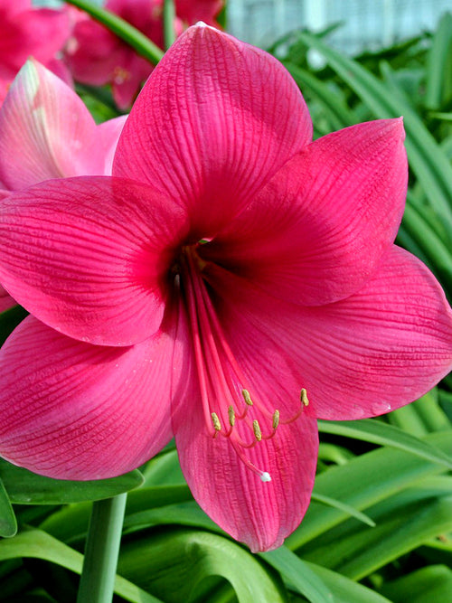 Köp Amaryllis Lagoon från Holland | DutchGrown™