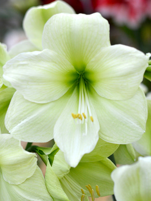 Amaryllis Luna från Holland hos DutchGrown™