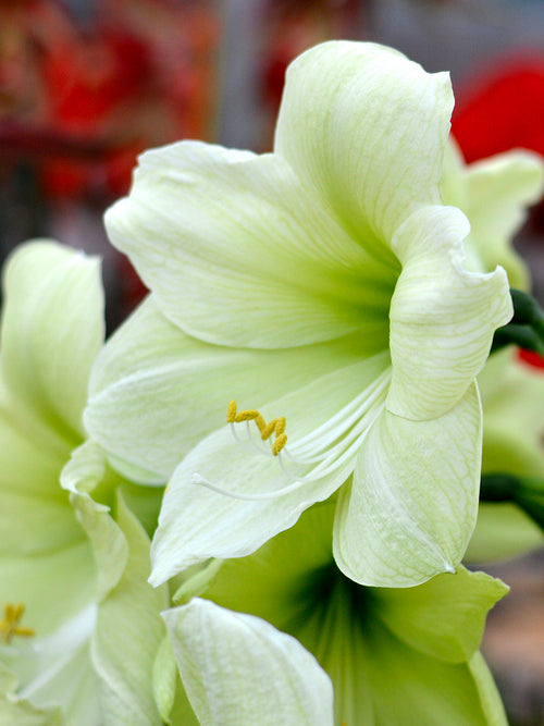 Köp Amaryllis Luna från DutchGrown™