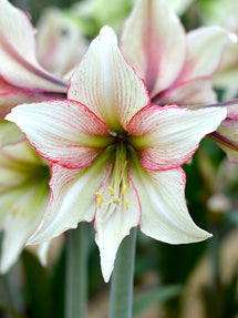 Amaryllis Magic Green