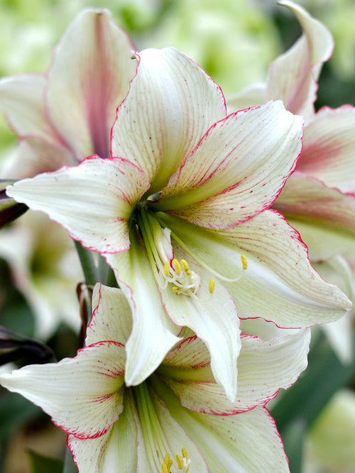 Köp Amaryllis Magic Green från Holland | DutchGrown™
