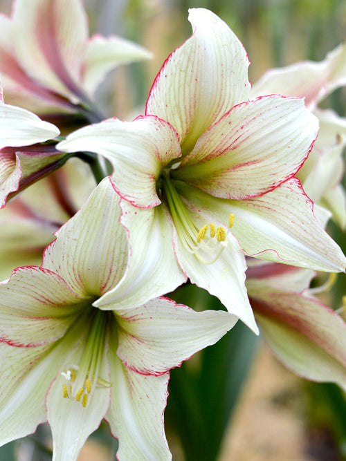 Köp Amaryllis Magic Green