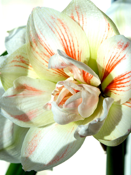 Köp Dubbel Amaryllis Nymph | DutchGrown™ | leverans inom Europa