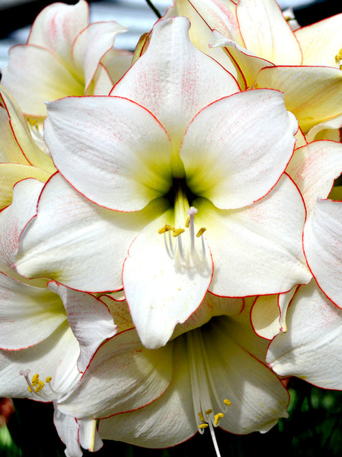 Köp Amaryllis Picotee | DutchGrown™