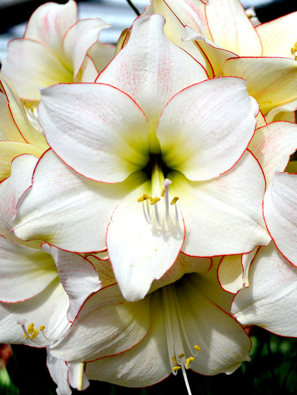 Köp Amaryllis Picotee | DutchGrown™