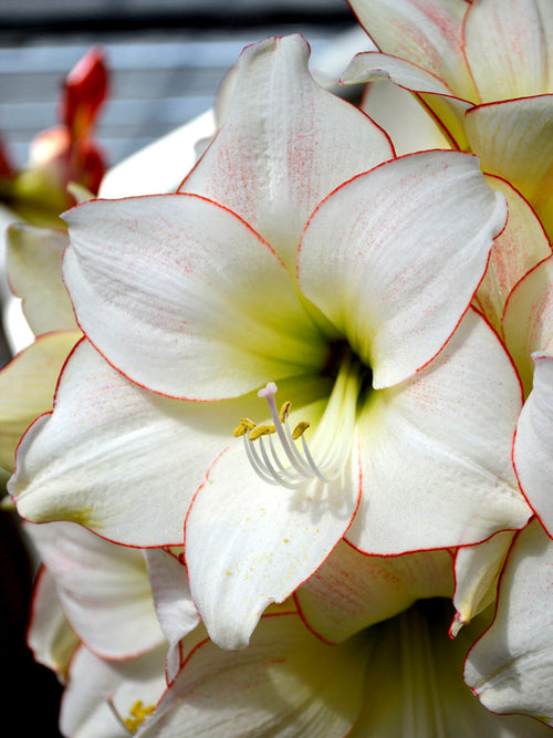 Amaryllis Picotee från Holland | DutchGrown™