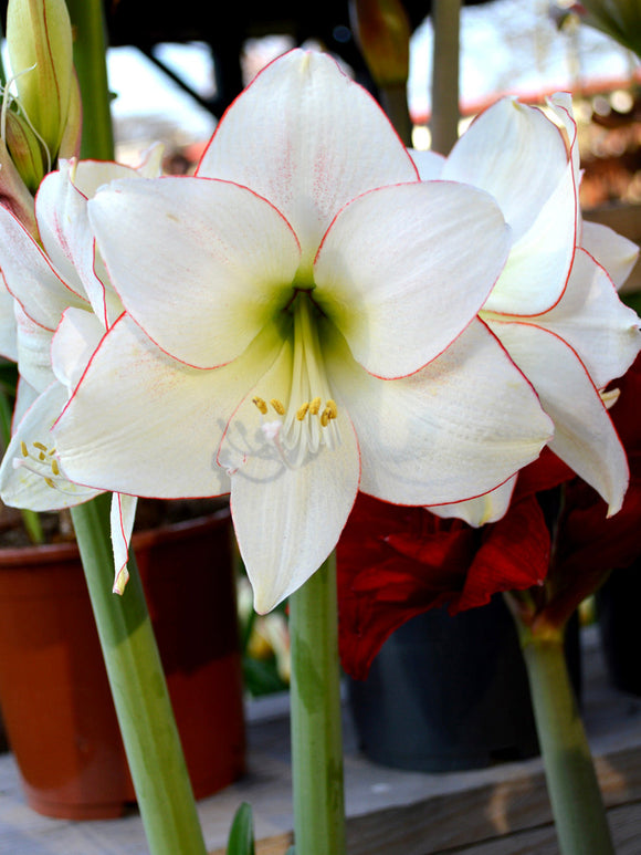 Amaryllis Picotee