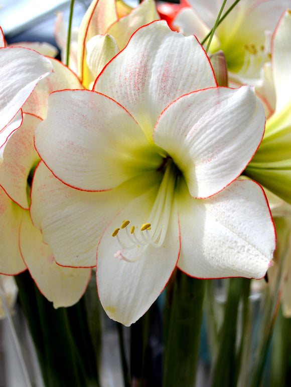 Köp Amaryllis Picotee från Holland | DutchGrown™