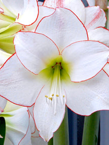 Amaryllis Picotee