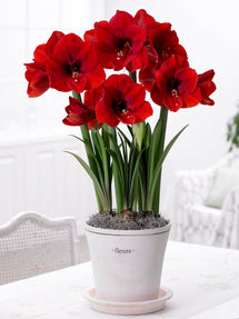 Amaryllis Red Lion