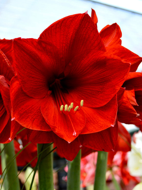 Köp Amaryllis Red Lion från Holland