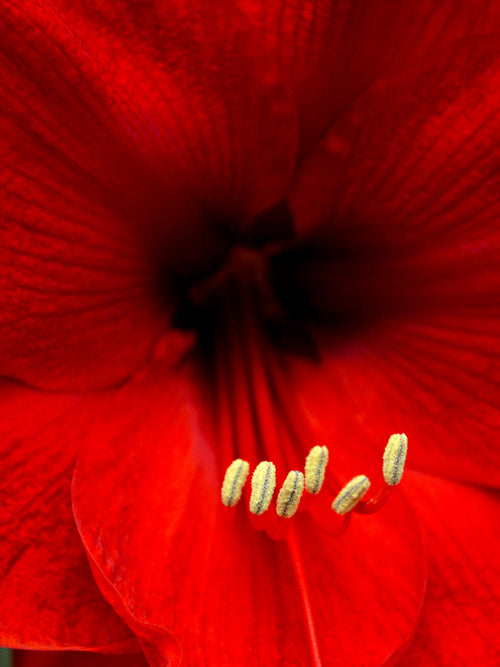 Köp Amaryllis Red Lion