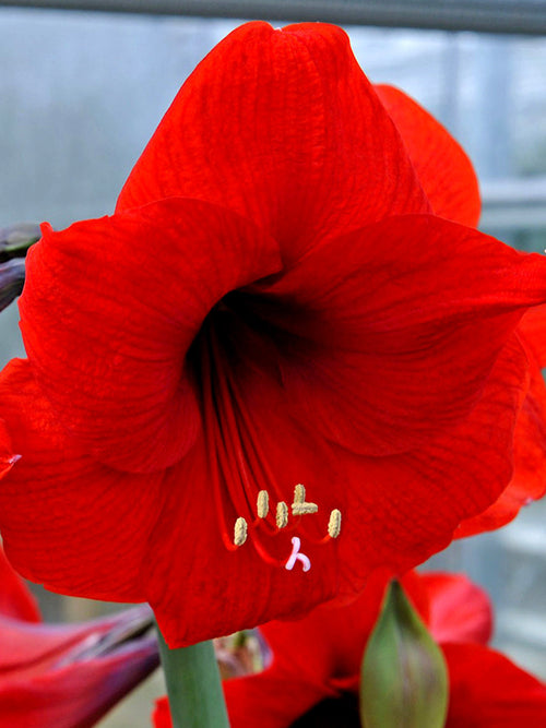 Köp Amaryllis Red Lion från DutchGrown™