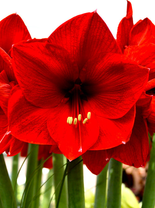 Köp Amaryllis Red Lion från DutchGrown™
