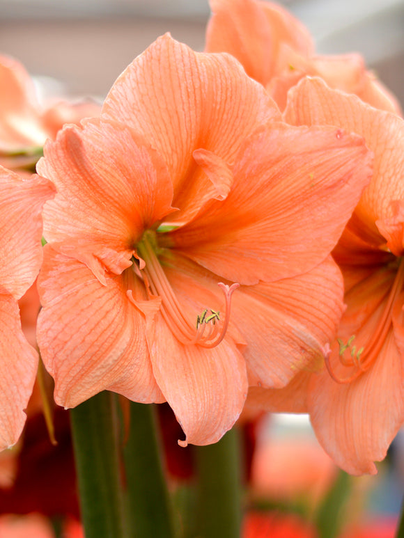 Köp Amaryllis Rilona från Holland hos DutchGrown™