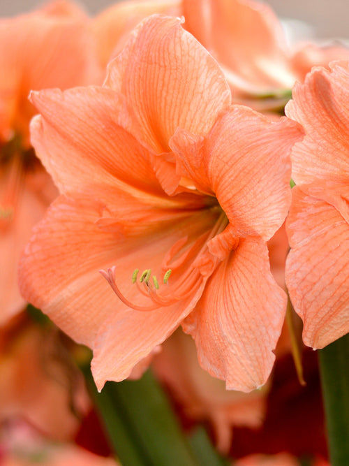Köp Amaryllis Rilona från Holland