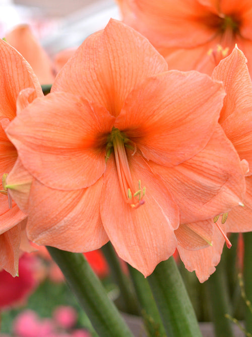 Köp Amaryllis Rilona från Holland
