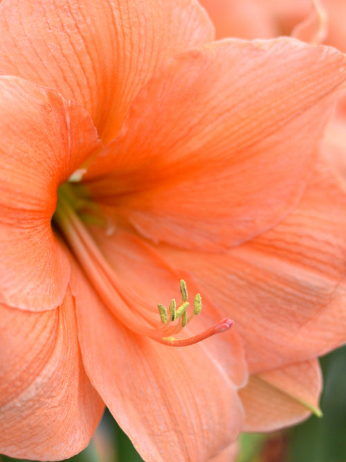 Amaryllis Rilona från Holland hos DutchGrown™