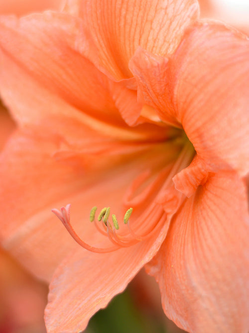 Köp Amaryllis Rilona | DutchGrown™