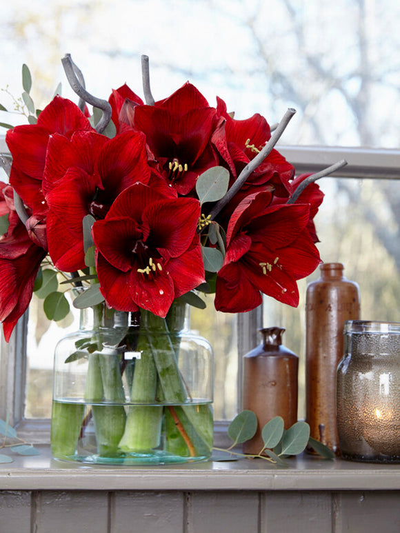 Köp Amaryllis Royal Velvet | DutchGrown™