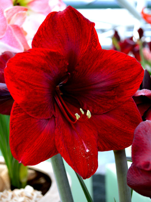 Köp Amaryllis Royal Velvet